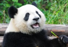 Allen & Overy doradcą Ministerstwa Finansów w emisji pandaobligacji