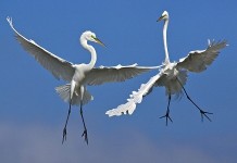 Bird & Bird przyjęła prawnika od własności intelektualnej