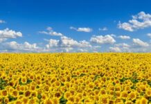 Dwie kancelarie w skupie akcji agrofirmy przez ukraińskiego magnata zbożowego