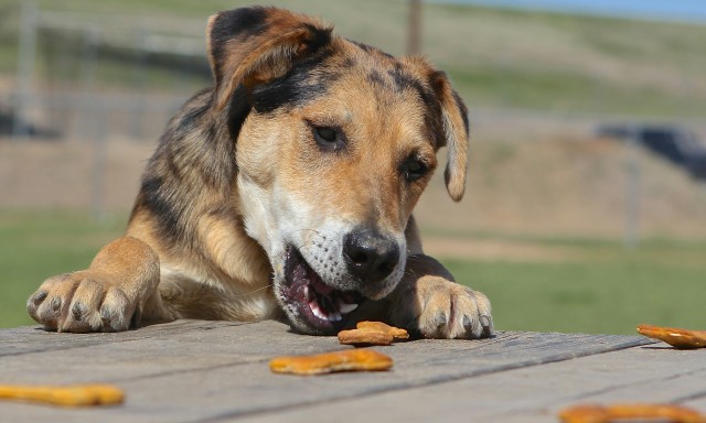 doggut